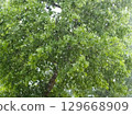 Tree during a Downpour 129668909