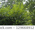 Bush in the Rain 129668912