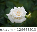 White Rose with Raindrops 129668913