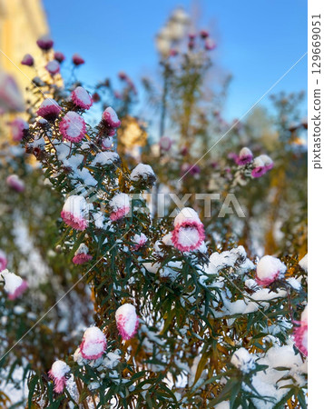The snow is white and fluffy, and the flowers are pink and small. The snow is white and fluffy, and the flowers are pink and small. 129669051