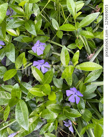 A bunch of green leaves with a few purple flowers in the middle A bunch of green leaves with a few purple flowers in the middle 129669055