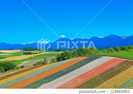 [北海道] 美瑛四季彩之丘的多彩美麗夏日 129669065