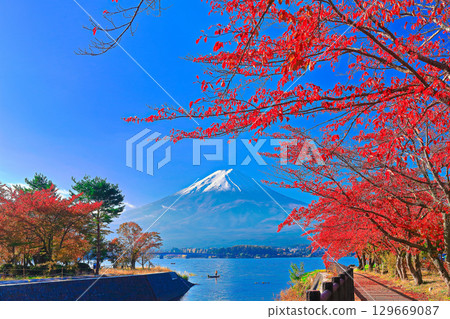 [Yamanashi Prefecture] Autumn cherry blossoms and Mt. Fuji at Lake Kawaguchi 129669087