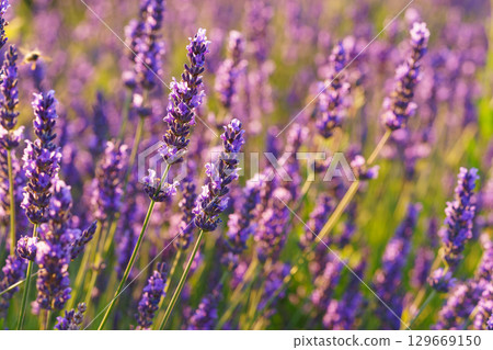 Lavender bushes blooming under warm sunlight in peaceful purple and green summer field background Lavender bushes blooming under warm sunlight in peaceful purple and green summer field background 129669150