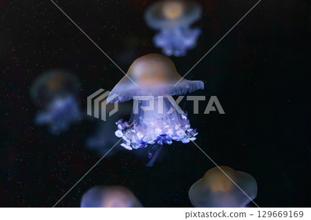 Mediterranear jellyfish, Cotylorhiza tuberculata or fried egg jellyfish swim in blue aquarium water 129669169