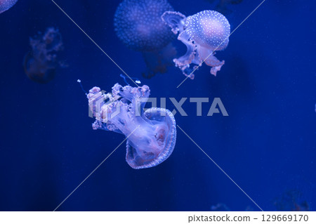 Group of Phyllorhiza punctata or Australian spotted jellyfish swim in deep blue water of aquarium Group of Phyllorhiza punctata or Australian spotted jellyfish swim in deep blue water of aquarium 129669170
