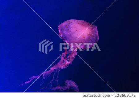Close up of Chrysaora colorata or purple striped jelly jellyfish swim in deep blue water of aquarium Close up of Chrysaora colorata or purple striped jelly jellyfish swim in deep blue water of aquarium 129669172