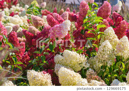 Blooming pink and white hydrangea paniculata flowers in summer garden under sunlight closeup view 129669175