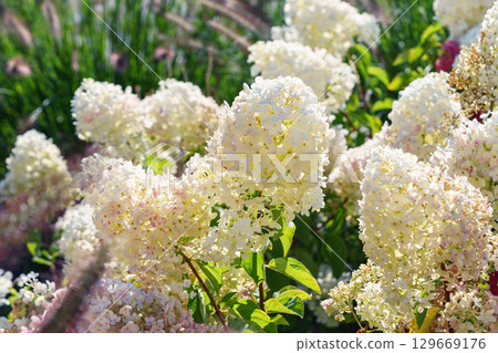 Close up of blooming white hydrangea paniculata flowers in sunny garden with green leaves background Close up of blooming white hydrangea paniculata flowers in sunny garden with green leaves background 129669176