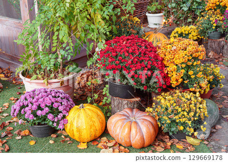 Autumn pumpkin and colorful chrysanthemums in garden setting, perfect for Halloween holiday themes Autumn pumpkin and colorful chrysanthemums in garden setting, perfect for Halloween holiday themes 129669178