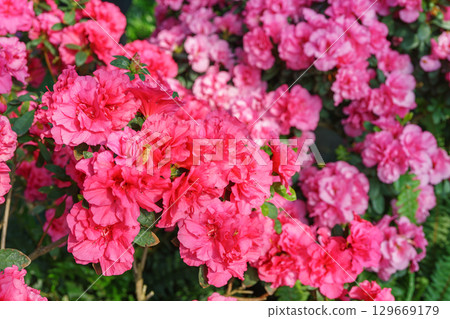 Blooming pink japan Azalea Ericaceae flowers, rhododendron flower macro, background Blooming pink japan Azalea Ericaceae flowers, rhododendron flower macro, background 129669179