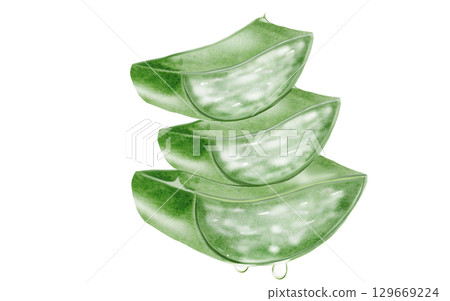 Aloe vera plant watercolor. Green leaf of the plant on a white background. Clip art botanical. Ideal for packaging cosmetics, posters of cosmetic clinics. Botanical succulent aloe. 129669224