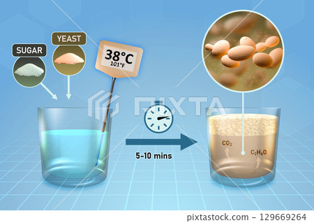 Dried yeast activation Dried yeast activation 129669264