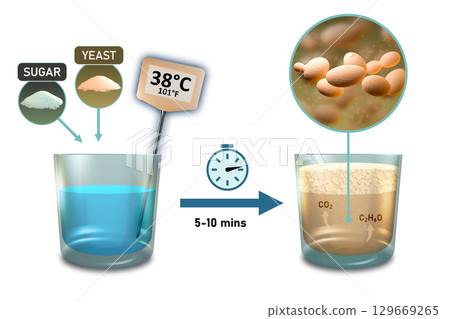 Dried yeast activation Dried yeast activation 129669265