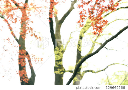 Maple and green leaves 129669266