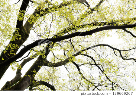 Looking up at young leaves of Enoki tree 129669267