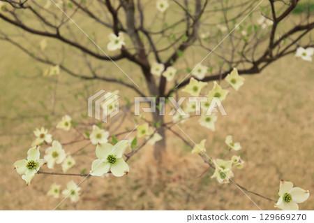 Looking down on dogwood flowers 129669270