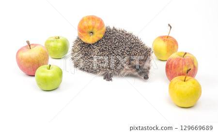 Hedgehog exploring its surroundings among colorful apples in a light setting Hedgehog exploring its surroundings among colorful apples in a light setting 129669689