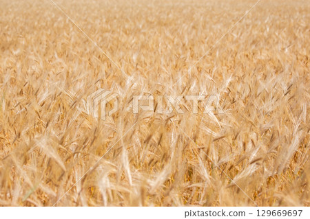 Golden wheat field swaying gently in the breeze under a clear blue sky Golden wheat field swaying gently in the breeze under a clear blue sky 129669697