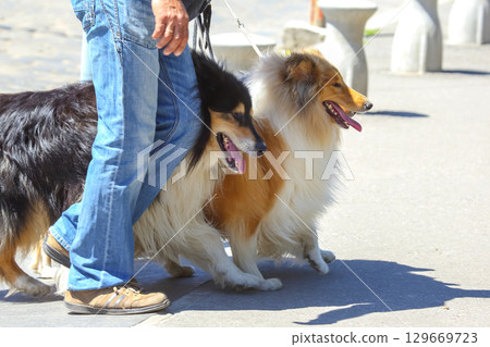 Two collies walk beside their owner along a sunny promenade by the beach in early afternoon Two collies walk beside their owner along a sunny promenade by the beach in early afternoon 129669723