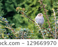 The house sparrow - Passer domesticus on scarlet firethorn - Pyracantha coccinea plant 129669970