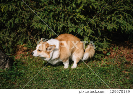 Corgi pooping in the garden during sunny day 129670189