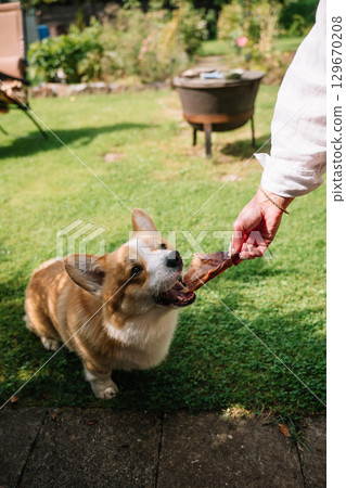 Corgi joyfully receiving a treat during a sunny afternoon in a backyard 129670208