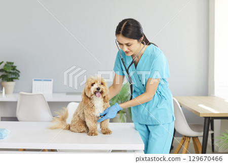 Veterinary clinic young female doctor, nurse with puppy at desk, lovely animal cute pedigree dog Veterinary clinic young female doctor, nurse with puppy at desk, lovely animal cute pedigree dog 129670466