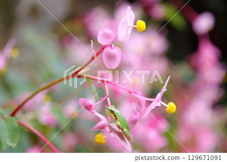 Begonia and tree frog 129671091