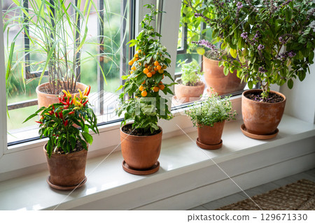 Blooming Thai basil, tomato cherry, red hot chili pepper, thyme plant in pots on windowsill at home Blooming Thai basil, tomato cherry, red hot chili pepper, thyme plant in pots on windowsill at home 129671330