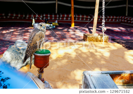Arabian falcon bird sits on perch in courtyard of residential building, Dubai, UAE. High quality photo Arabian falcon bird sits on perch in courtyard of residential building, Dubai, UAE. High quality photo 129671582