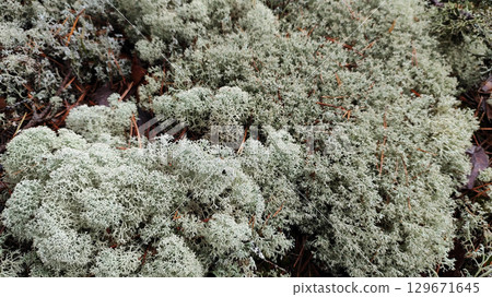 An enchanting macro photograph captures the intricate beauty of a reindeer moss carpet in a forest.  129671645