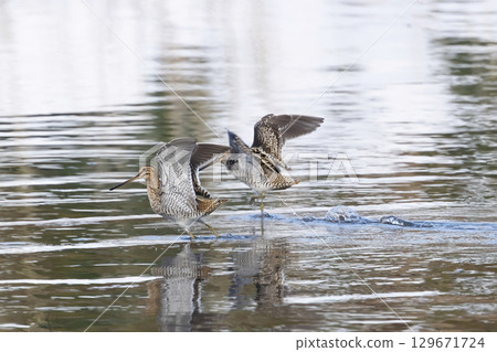 Waterside snipe Waterside snipe 129671724