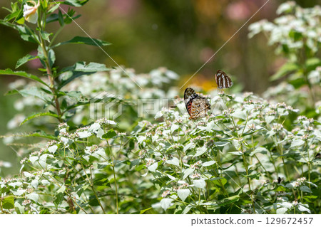 勇敢的貝母和普通的條紋蝴蝶 勇敢的貝母和普通的條紋蝴蝶 129672457