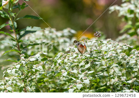 Intrepid fritillary and common striated butterflies Intrepid fritillary and common striated butterflies 129672458