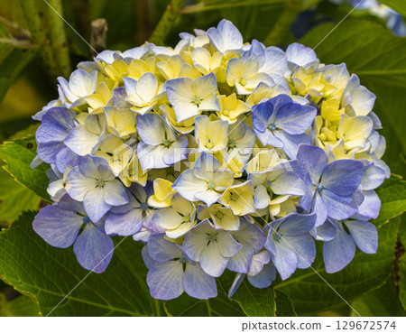  hydrangea 129672574