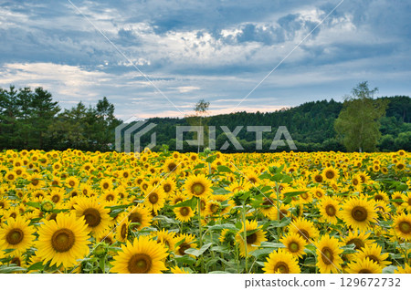 Sunflower field in full bloom Sunflower field in full bloom 129672732