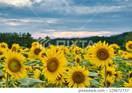 Sunflower field in full bloom 129672737