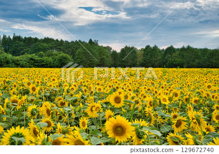 Sunflower field in full bloom Sunflower field in full bloom 129672740