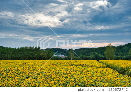 Sunflower field in full bloom Sunflower field in full bloom 129672742