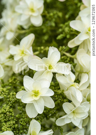 Kashiwaba繡球花 129672865