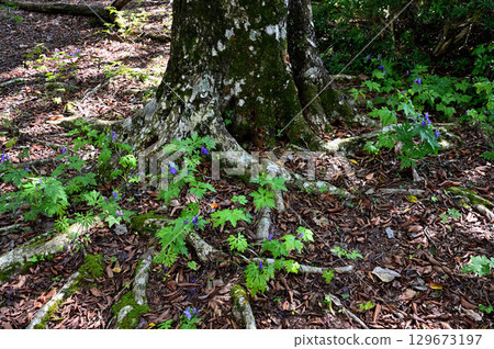 Shiroyama Forest in the Misaka Mountains 129673197