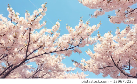 Delicate pink cherry blossoms adorn the branches, creating a stunning canopy against a clear blue sky. This vibrant display captures the essence of spring's beauty and renewal Generative AI 129673223