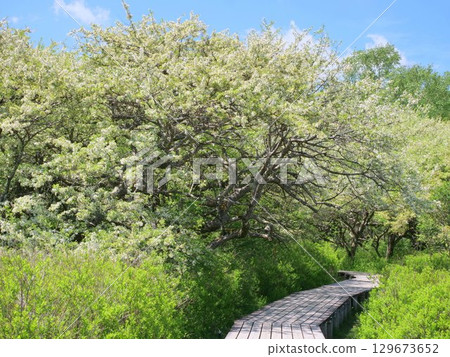 盛開著日本茉莉花的戰場原 129673652