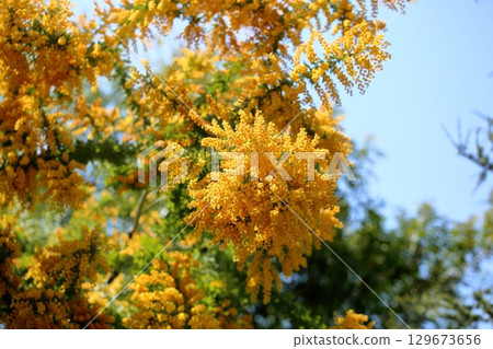 鮮豔的銀相思花 129673656