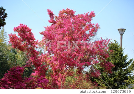 鮮豔的紅花 鮮豔的紅花 129673659