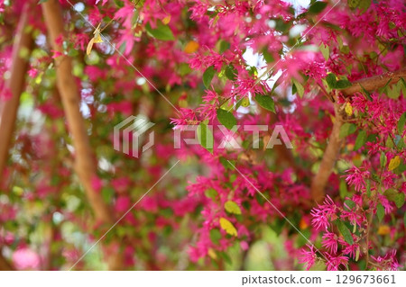 Vivid red witch hazel flowers Vivid red witch hazel flowers 129673661