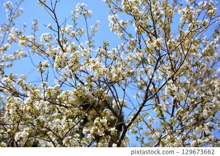 Refreshing Oshima cherry blossoms 129673662