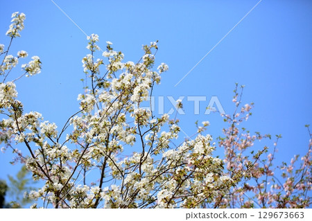 Refreshing Oshima cherry blossoms 129673663