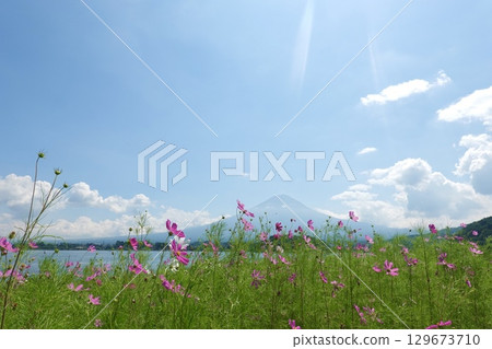 Mount Fuji and Cosmos 129673710